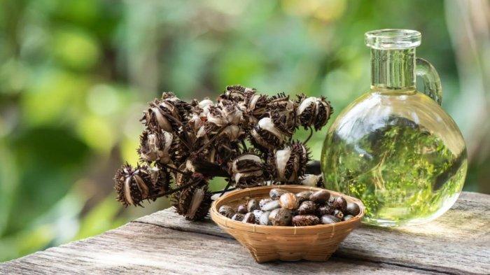 Keunggulan Castor Oil atau Minyak Jarak Buat Kulit 