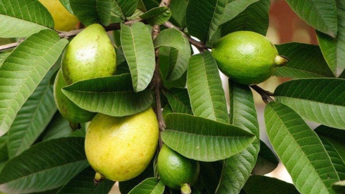 Jambu biji untuk kecantikan.