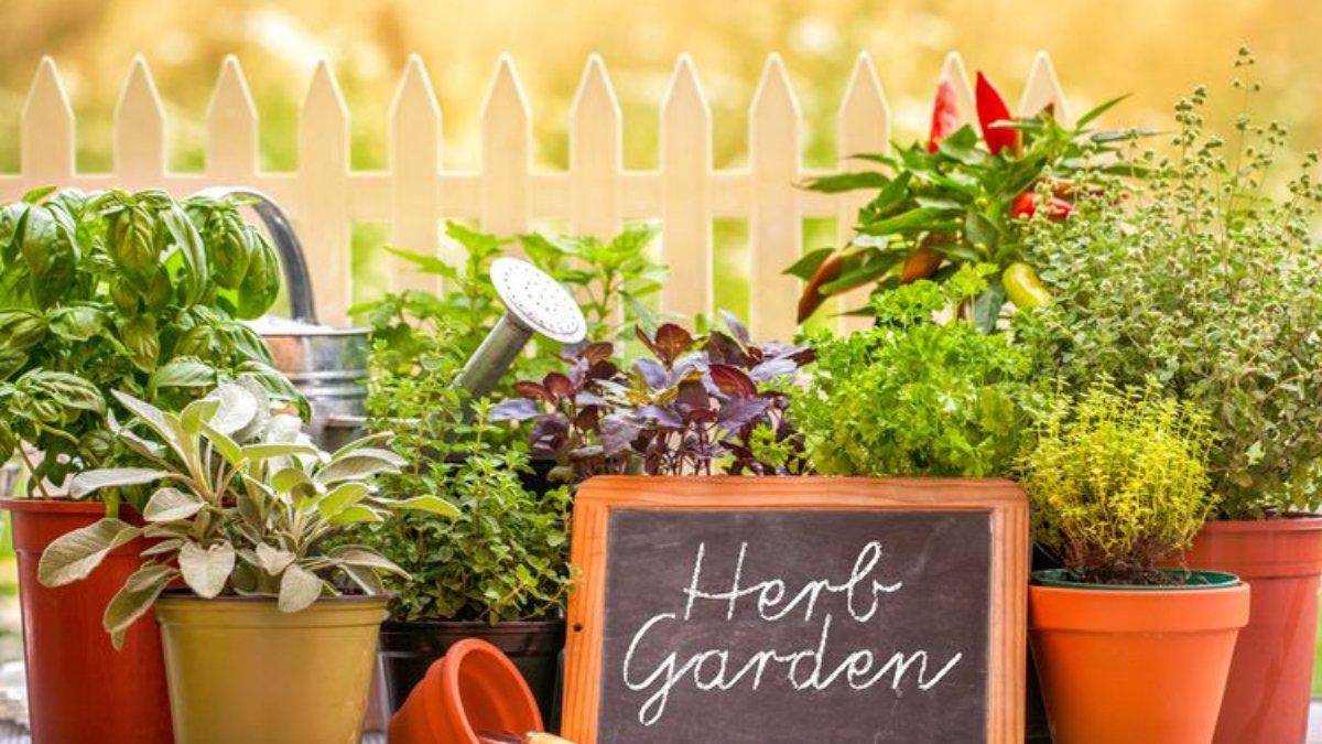 Ada banyak jenis tanaman yang bisa membantumu mengusir serangga secara ampuh.