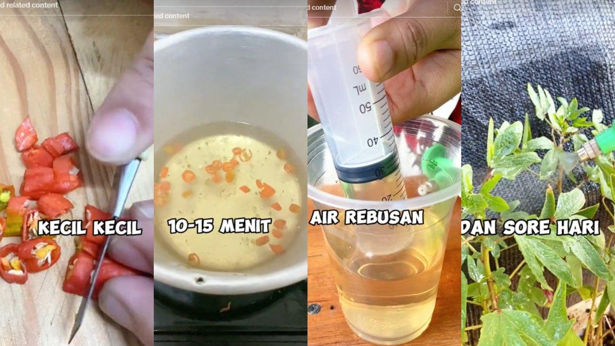 Cabai bisa menjadi pestisida nabati dengan cara pengaplikasian mudah.