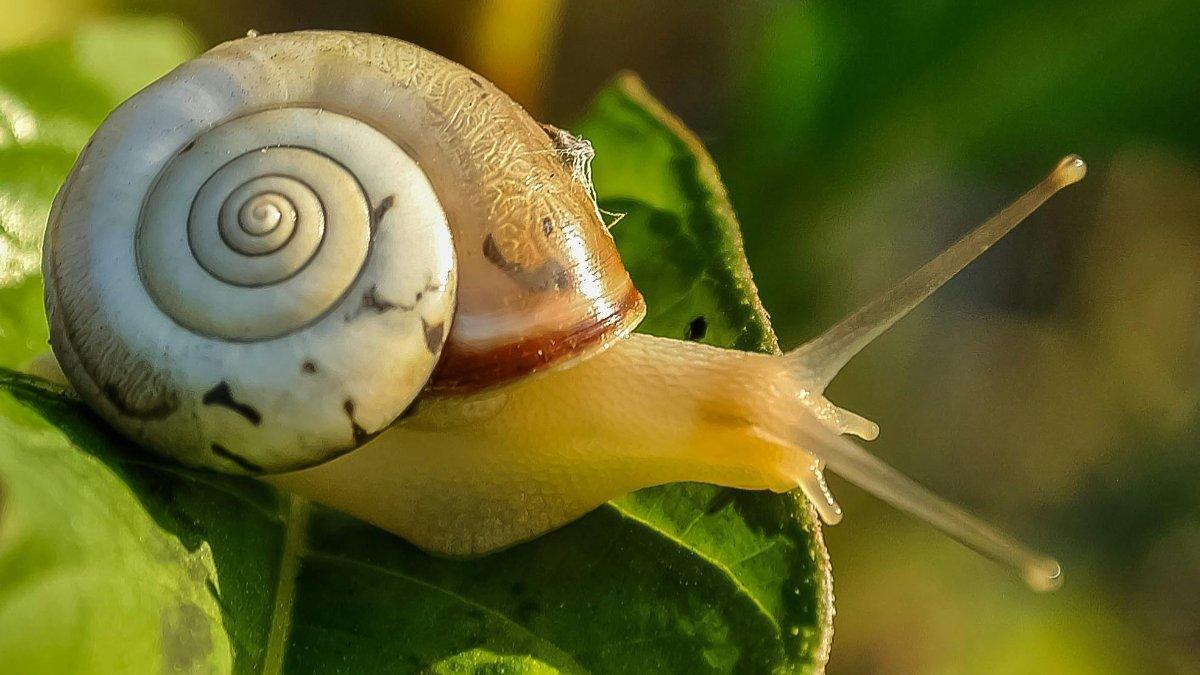 Cara alami mengusir siput yang merusak tanaman di halaman rumah.