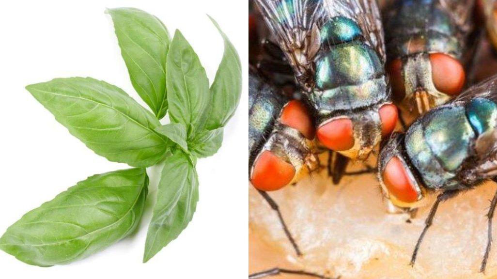 Daun basil bisa digunakan untuk mengusir lalat.