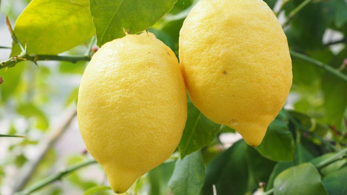 Ilustrasi lemon untuk berbagai keperluan rumah tangga.