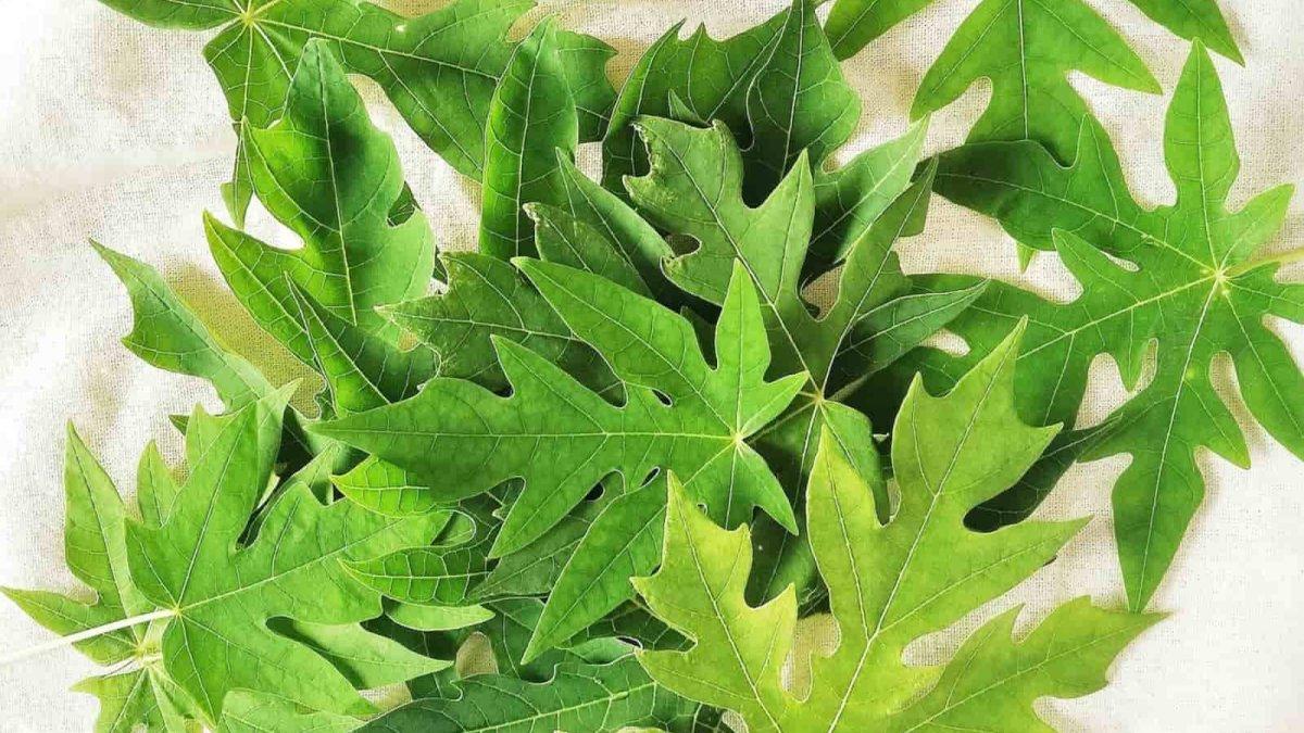 Daun pepaya bisa jadi masker wajah alami.