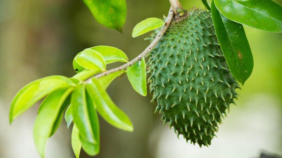 Daun sirsak mengandung zat perangsang yang mengeluarkan aroma yang tidak disukai tikus.