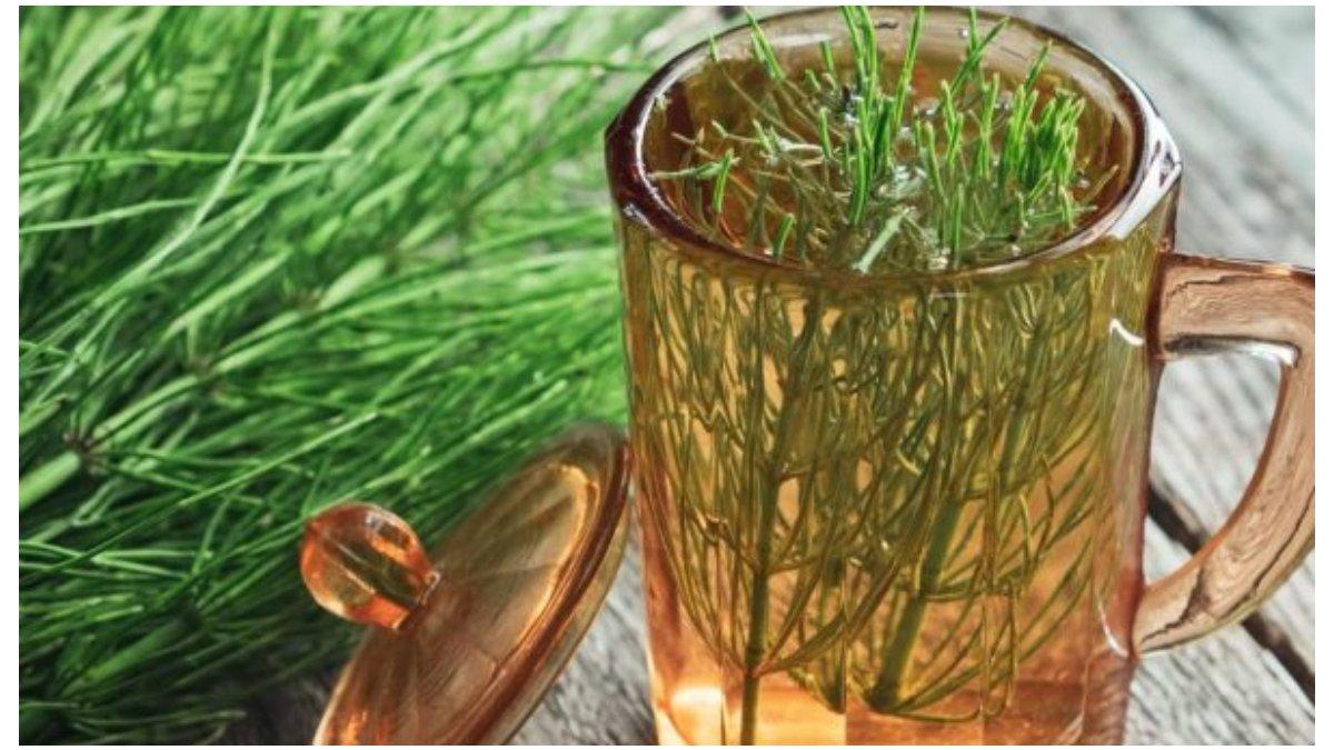 Ekstrak Horsetail