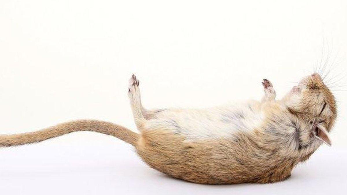 Ilustrasi bangkai tikus.