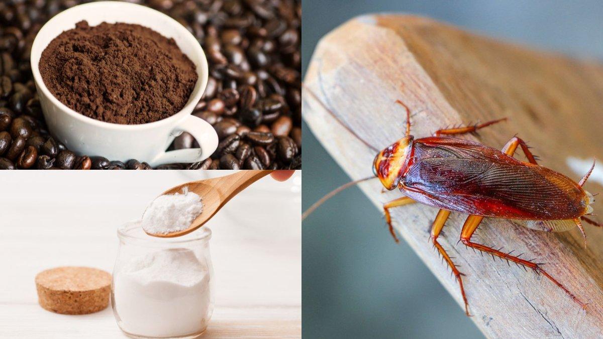 Ilustrasi bubuk kopi dan baking soda yang bisa bantu usir kecoa.