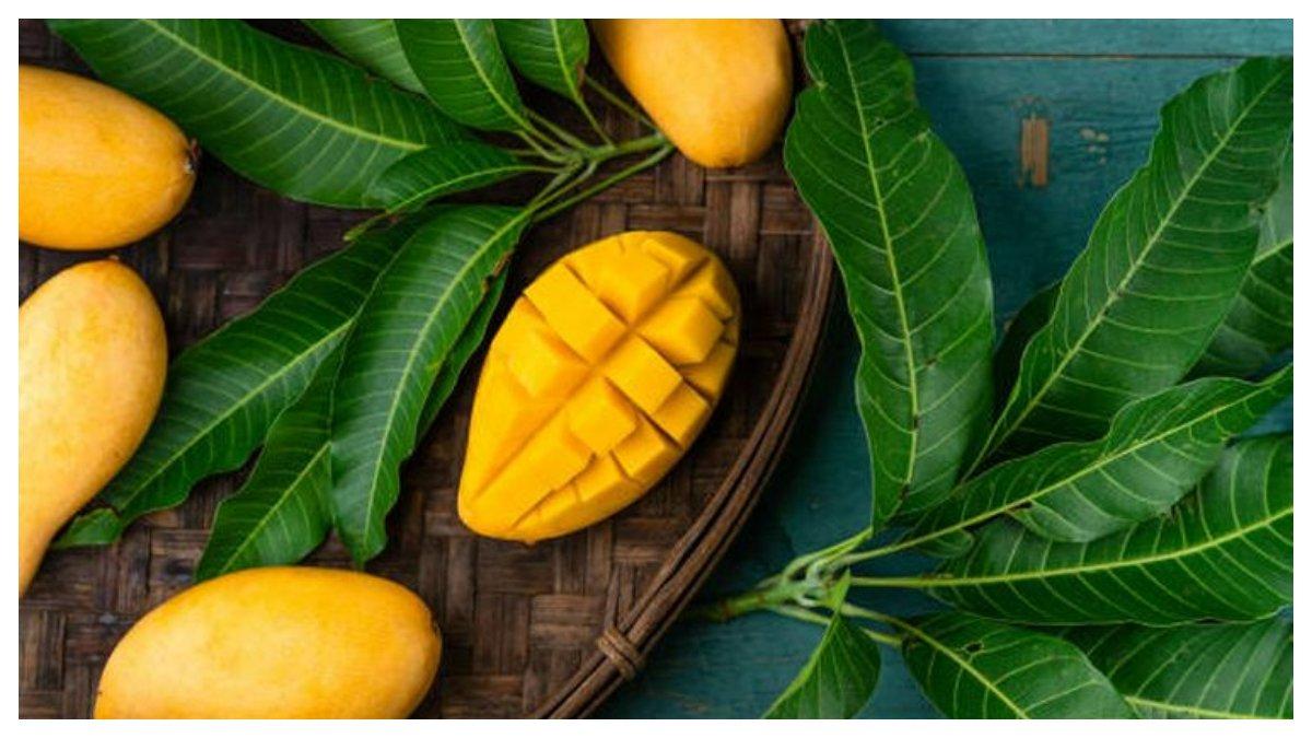 Ilustrasi daun mangga yang punya manfaat untuk kecantikan.