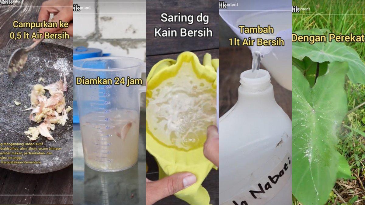 Ilustrasi penggunaan bawang putih sebagai pestisida alami untuk tanaman.