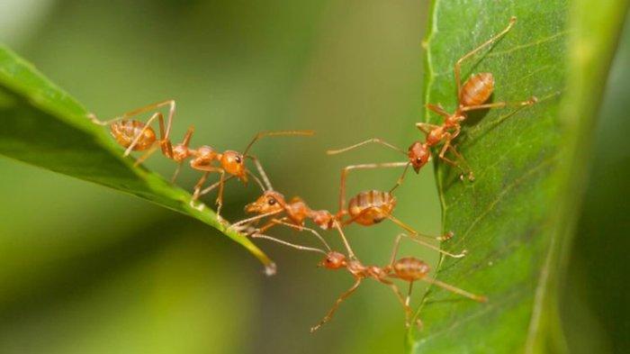 Ilustrasi semut pada tanaman yang bisa diatasi dengan cara alami dan aman.