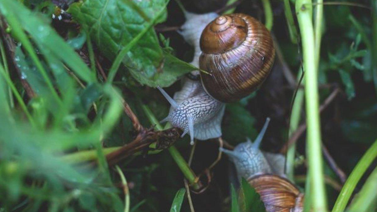 Ilustrasi siput di kebun yang sering merusak atau memakan daun tanaman.