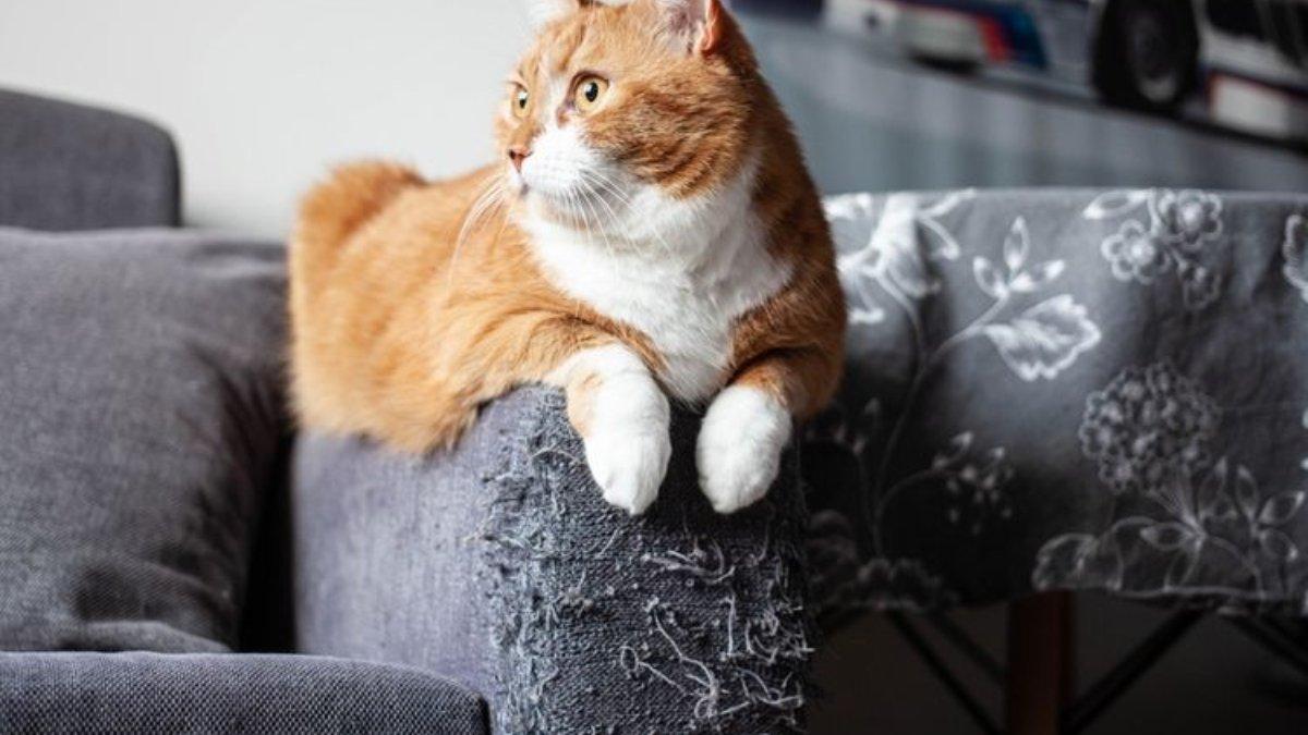 Ilustrasi sofa yang dicakar kucing, bisa diperbaiki sendiri untuk mengembalikan tampilannya.