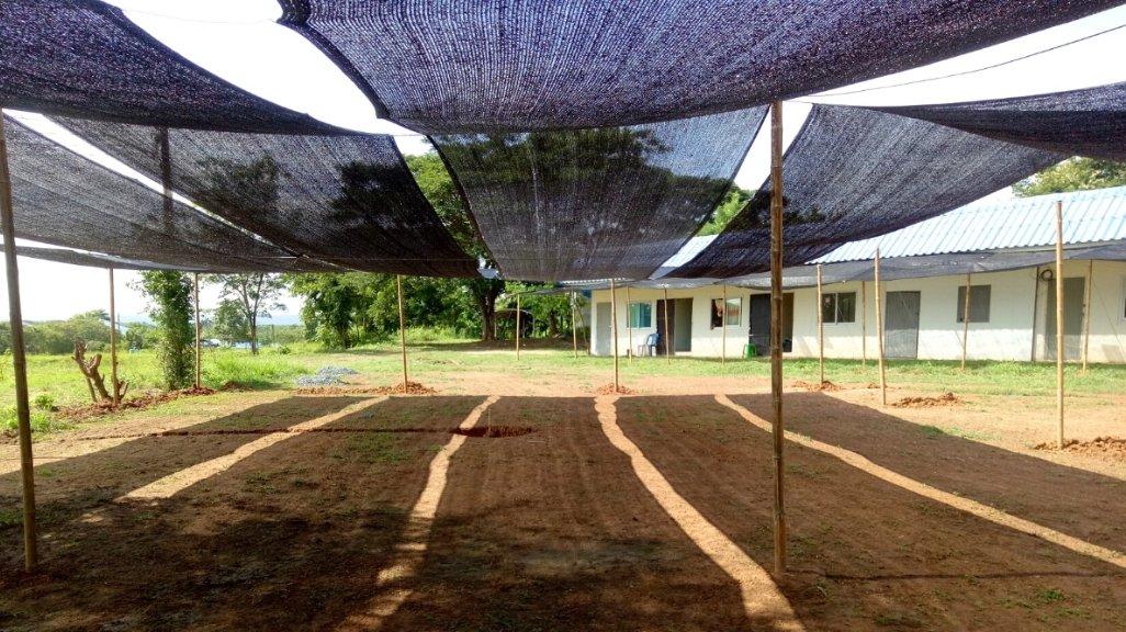 Jaring buah atau paranet bisa untuk solusi