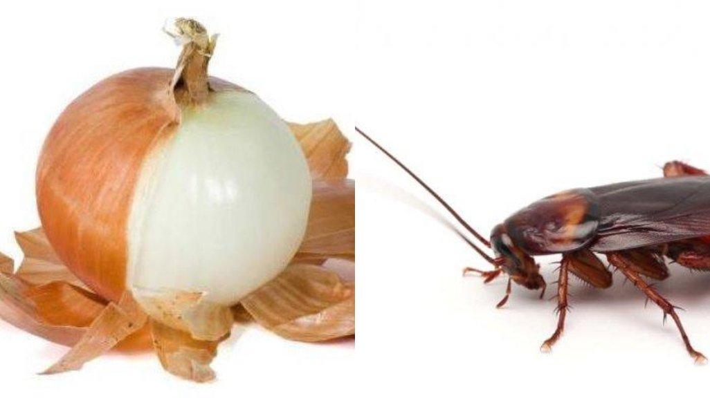 Mengusir kecoa dengan bawang bombai ampuh dilakukan.