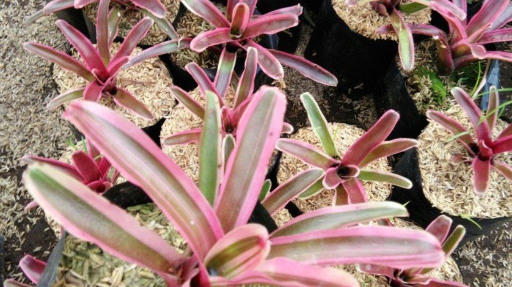 Neoregelia pink
