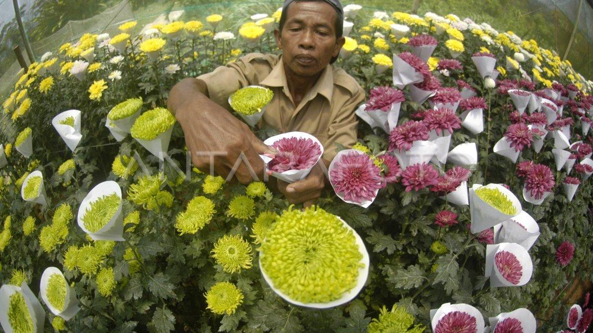 Bunga krisan