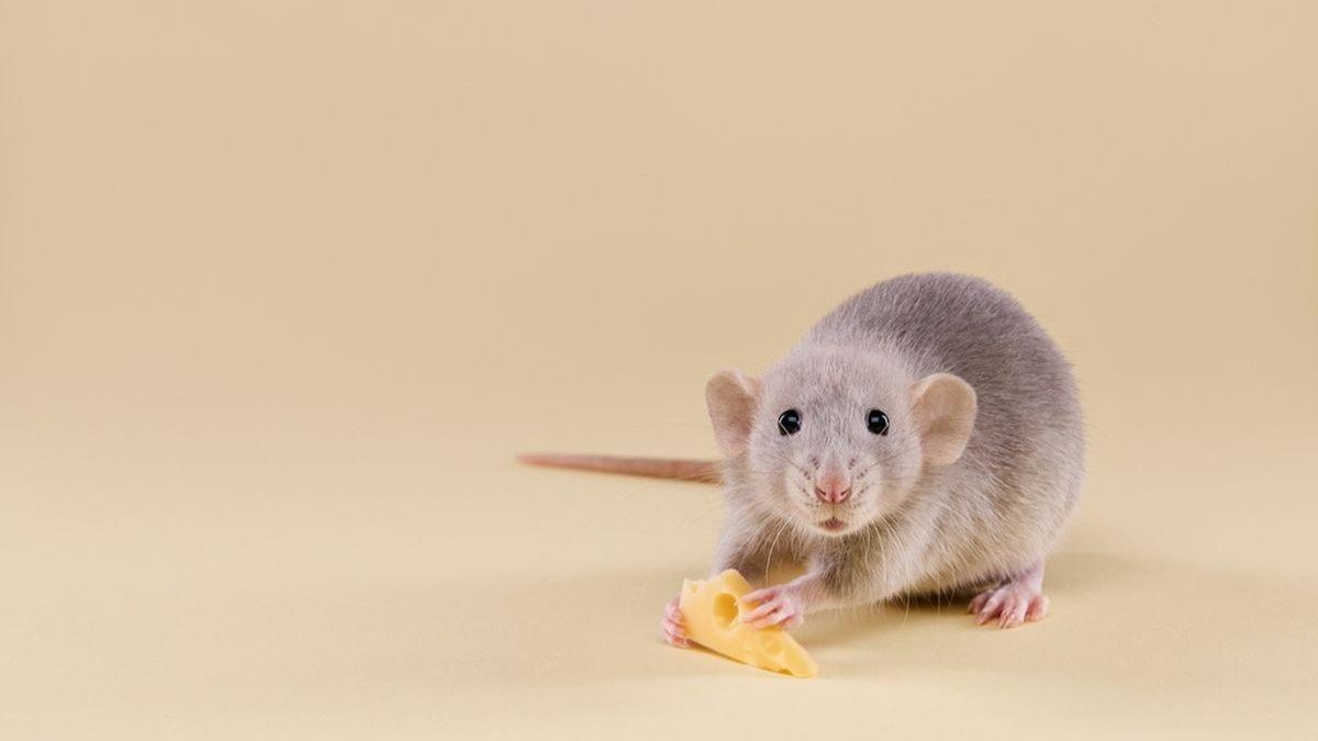 Tikus yang berkeliaran di rumah bisa kamu usir dengan berbagai cara