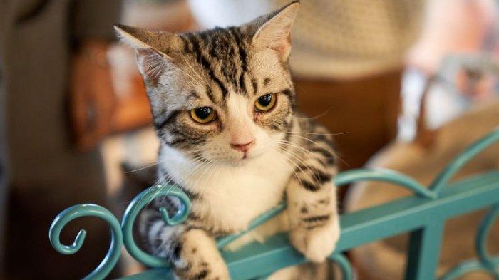 Ada banyak cara yang bisa dilakukan untuk cegah kucing liar masuk rumah.