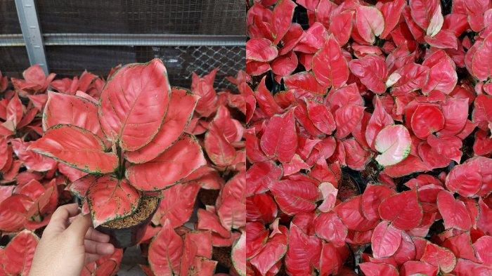 Aglonema Red Anjamani