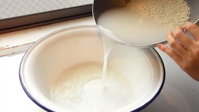 Air beras memiliki banyak manfaat untuk rumah tangga, termasuk sebagai nutrisi tanaman.