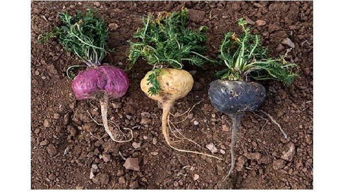 Akar Maca