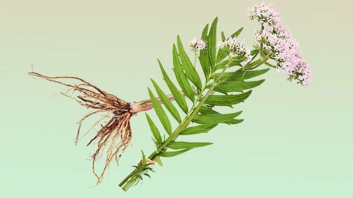 Ilustrasi akar valerian.