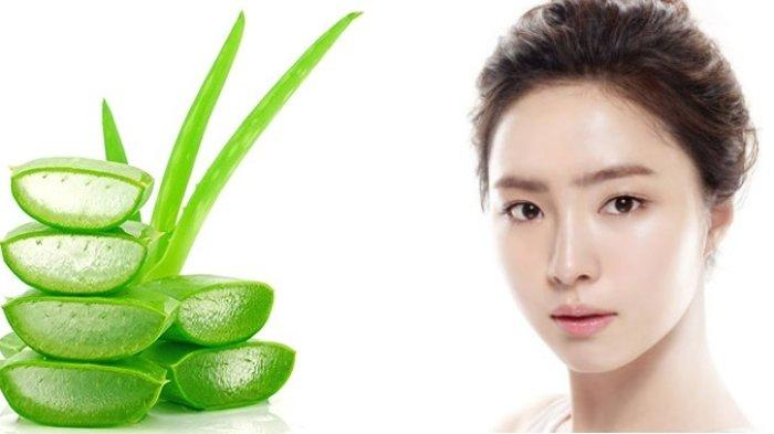 Gel lidah buaya bisa jadi bahan alami untuk membuat kulit tampak glowing.