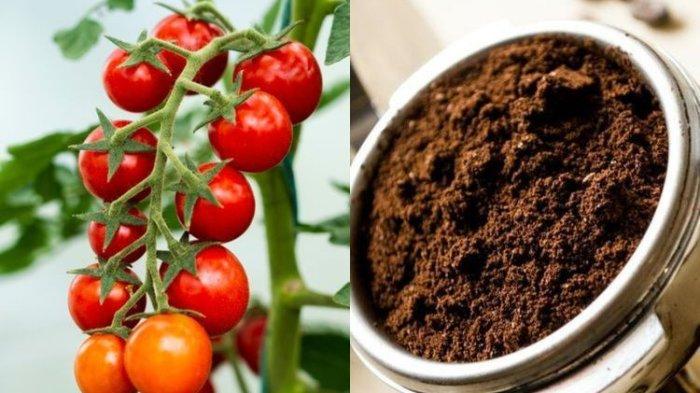 Tomat dan ampas kopi.