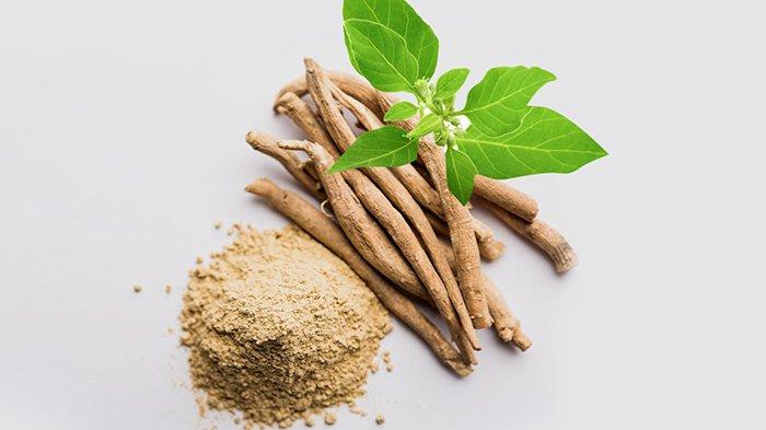 Ilustrasi ashwagandha atau ginseng India yang bisa jadi bahan alternatif pengganti vitamin C.