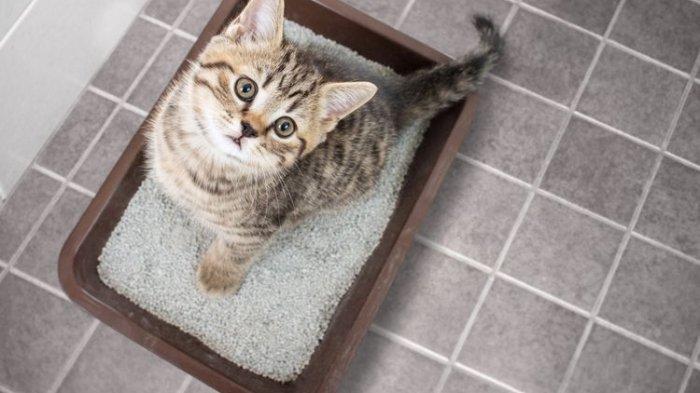 Bau pesing dan bau kotoran kucing di dalam rumah bisa kamu atasi secara lebih mudah.