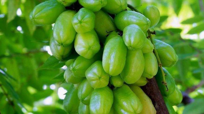 Belimbing Wuluh bisa jadi obat bapil alami.