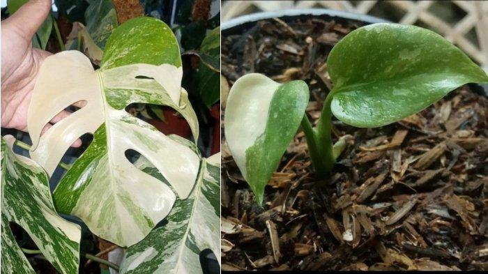 Bibit Bonggol Monstera Marilyn Mint Variegata