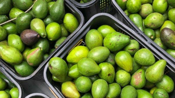 Konsumsi rutin buah alpukat ternyata bisa meningkatkan kesuburan