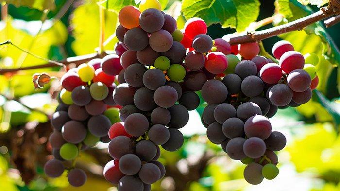 Buah Anggur aman dikonsumsi penderita diabetes