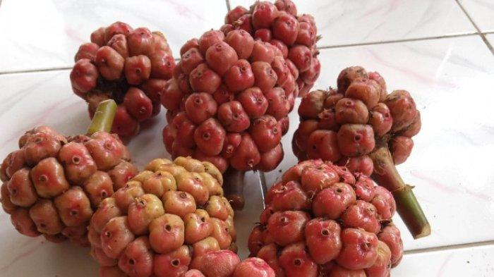 Buah honje atau kecombrang