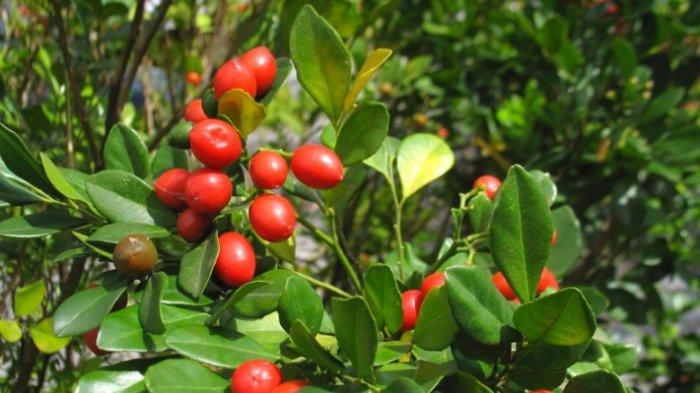 Buah kemuning yang bisa mempercepat haid selesai.