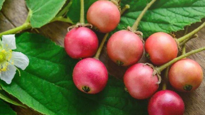 Buah kersen memiliki rasa manis, masih hijau pun rasanya juga manis