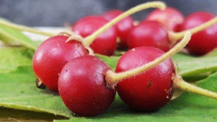 Buah kersen sebaiknya tidak dikonsumsi berlebihan bagi ibu hamil.