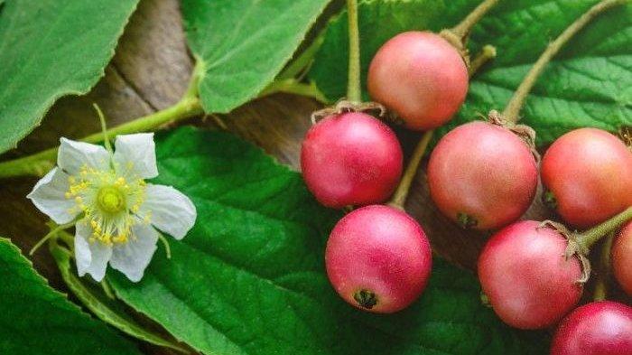 Buah kersen ternyata baik untuk melawan penyakit asam urat.