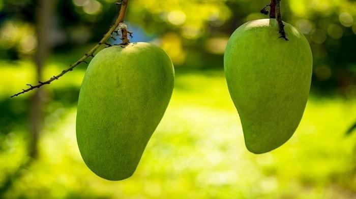 Mengonsumsi buah mangga muda juga bisa membantu menjaga tubuh agar terhindar dari dehidrasi.