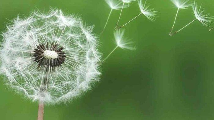 Bunga dandelion