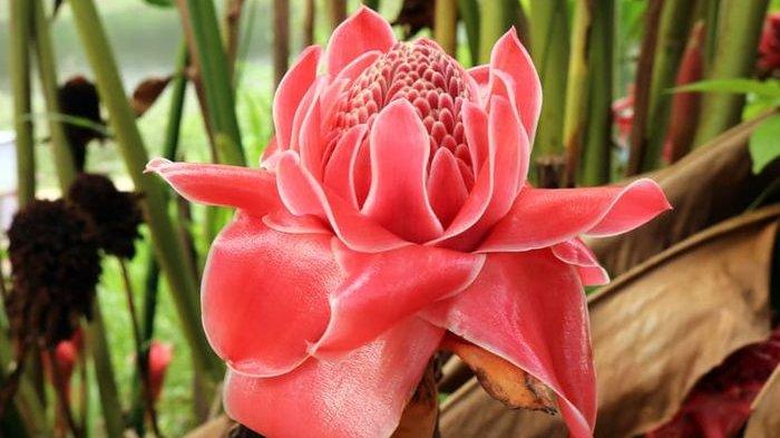 Bunga kecombrang tenyata punya manfaat untuk mengatasi bau badan seseorang.