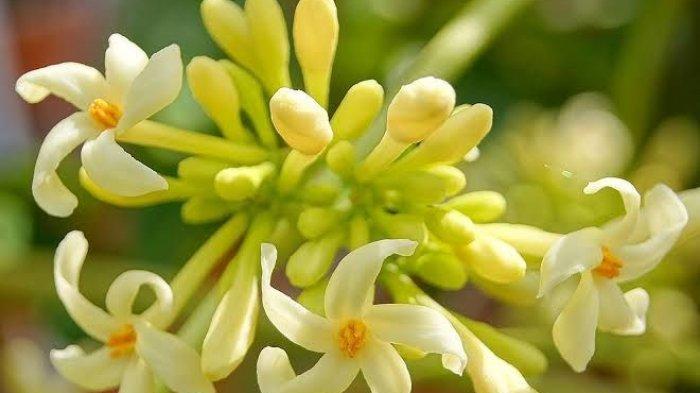 Bunga pepaya Kaya Akan Vitamin C
