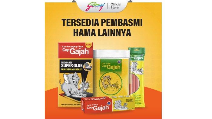 Cap Gajah Kertas Perangkap yang bisa digunakan untuk membasmi ngengat