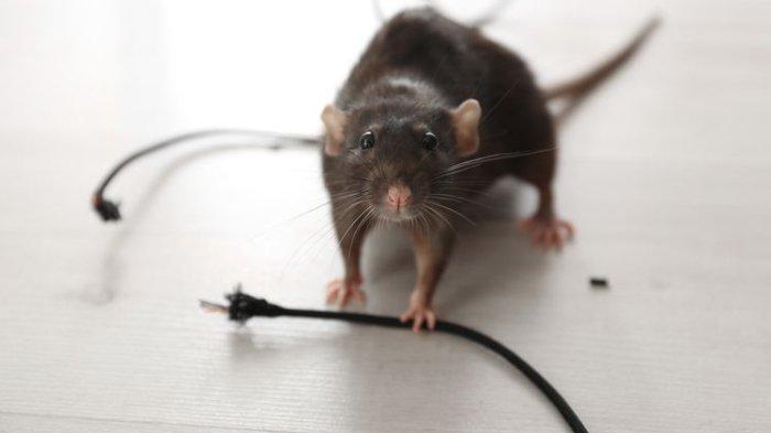 Ilustrasi tikus yang bisa menyebabkan kabel lisrik terkelupas atau bahkan putus