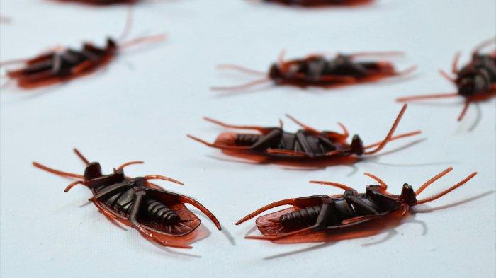 Cara alami untuk mengusir kecoa dari saluran air kamar mandi.