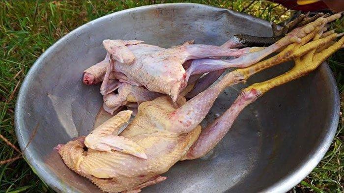 Daging ayam kampung Kaya Akan Kandungan Protein