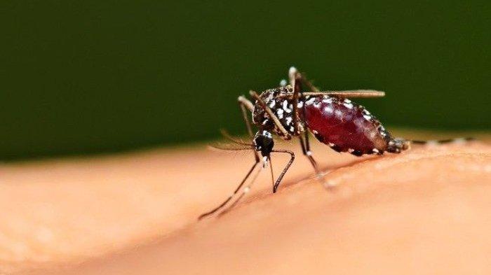 Daun afrika juga dipercaya dapat mengobati Malaria