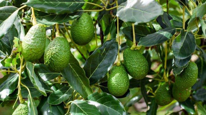 Daun alpukat bisa mengatasi asam urat.